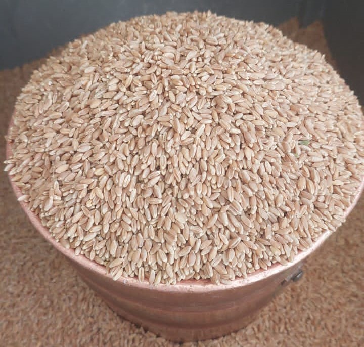 شعير القصيم