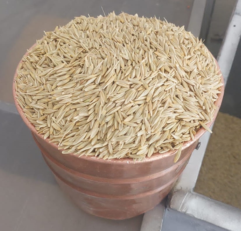 شعير الجنوب